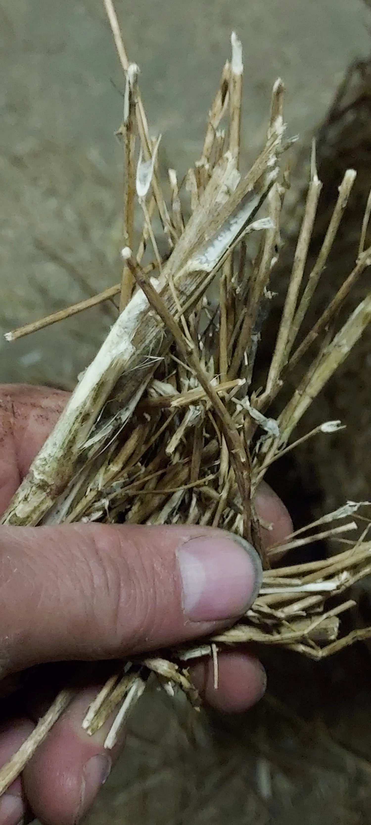 Zomerkoolzaad Stro Te Koop - Hoge Kwaliteit, Droog