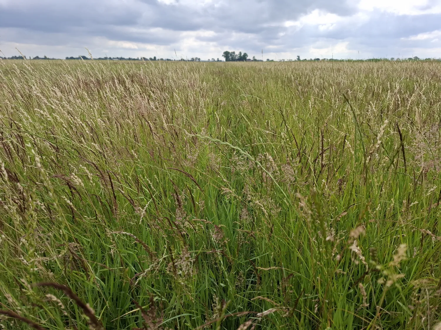 Kleine pakjes hooi te koop – Voordelig!