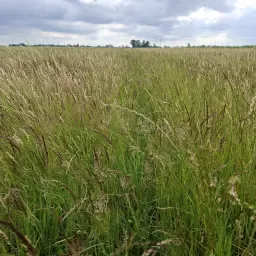 Kleine pakjes hooi te koop – Voordelig!