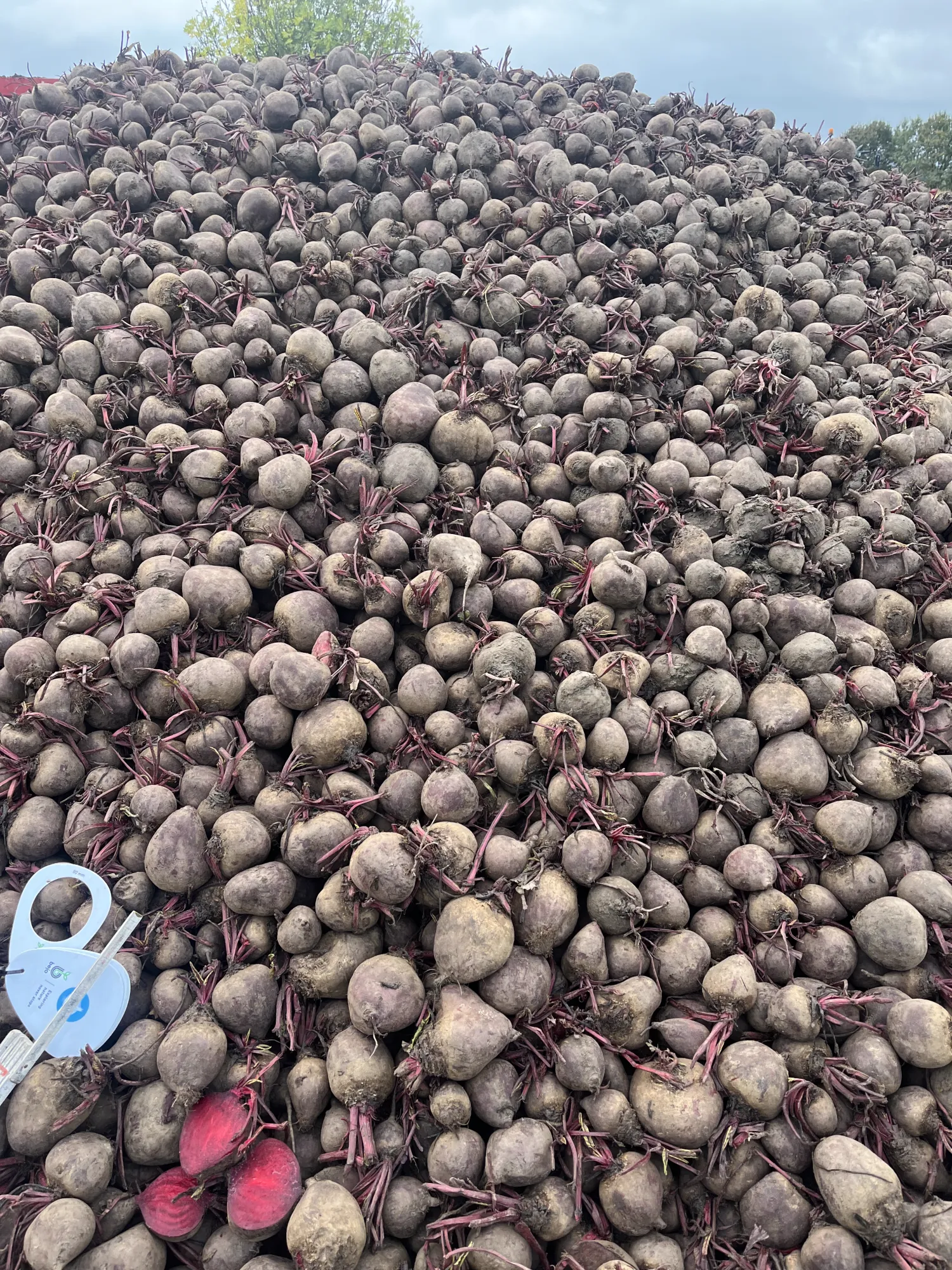 Rode bieten kopen - Vers van het land, grote hoeveelheden beschikbaar