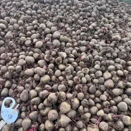 Rode bieten kopen - Vers van het land, grote hoeveelheden beschikbaar