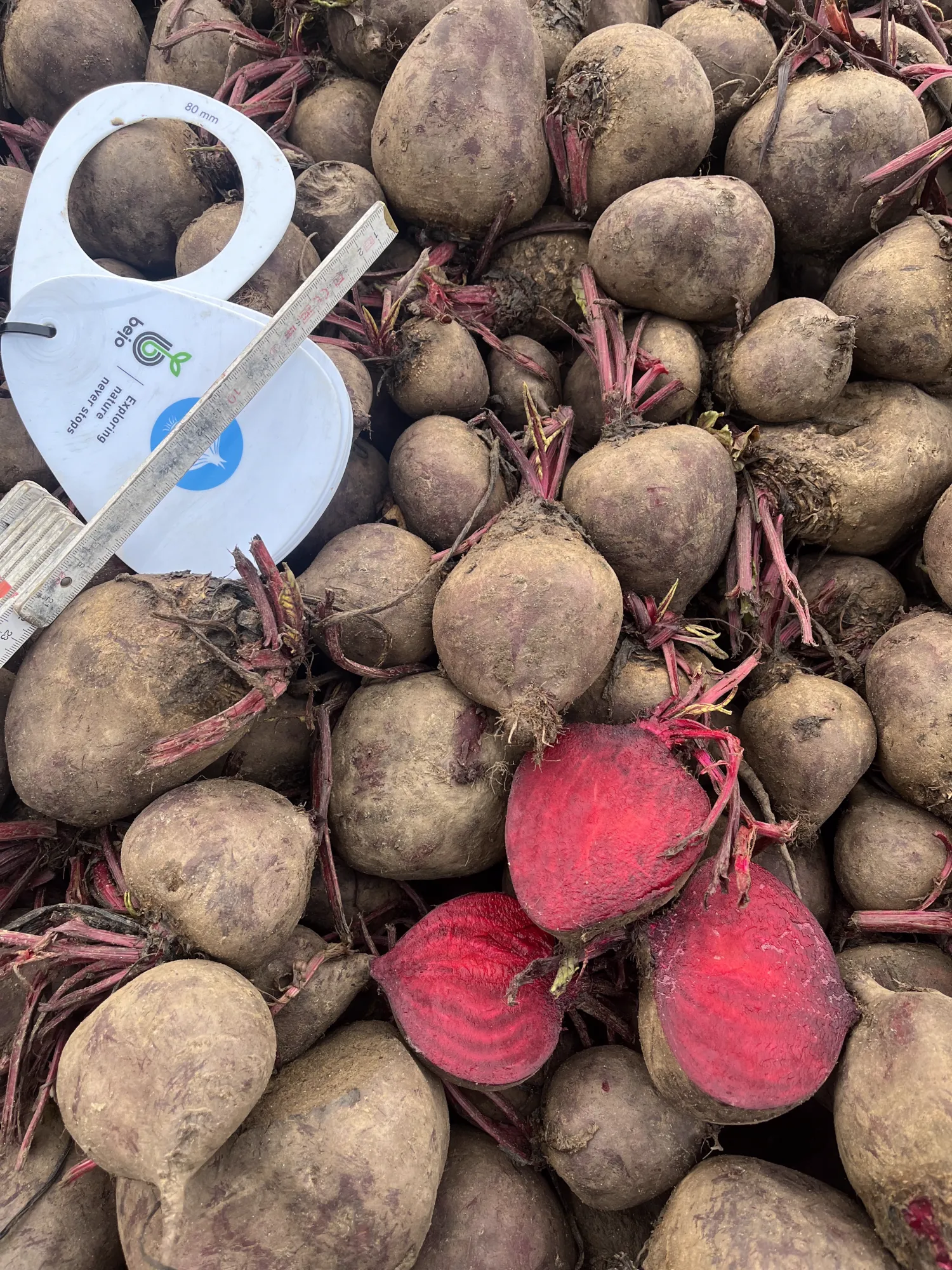 Rode bieten kopen - Vers van het land, grote hoeveelheden beschikbaar