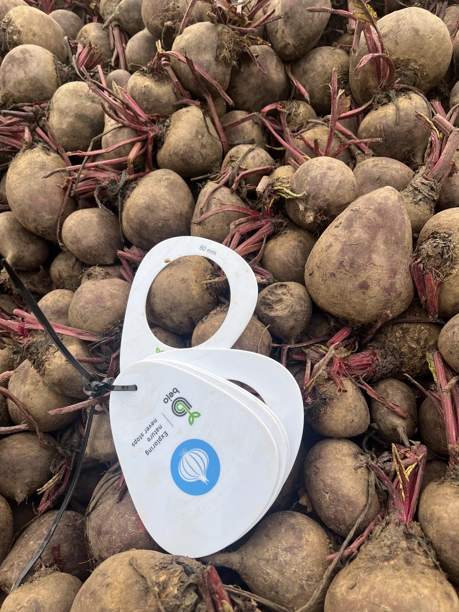 Rode bieten kopen - Vers van het land, grote hoeveelheden beschikbaar