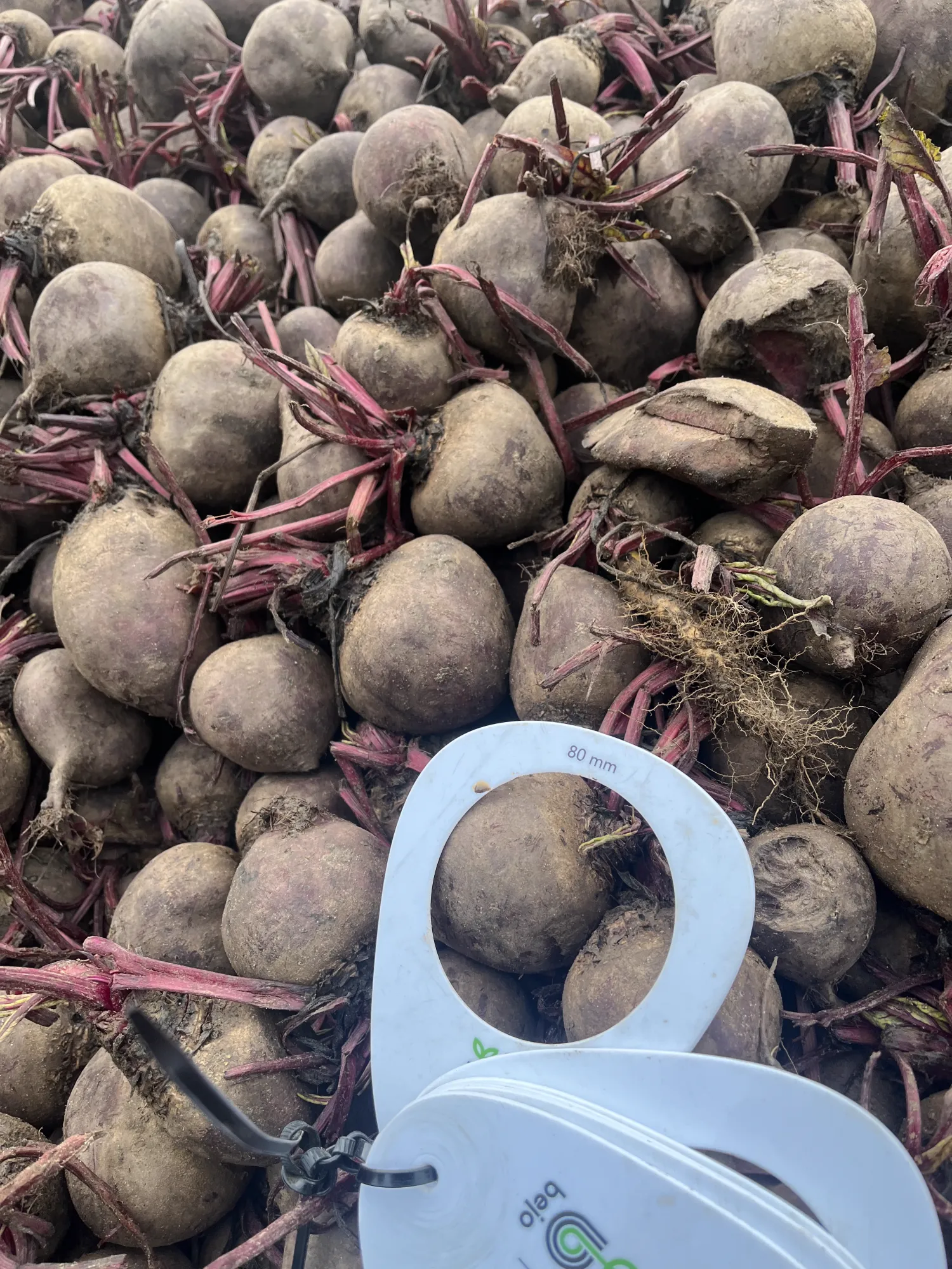 Rode bieten kopen - Vers van het land, grote hoeveelheden beschikbaar