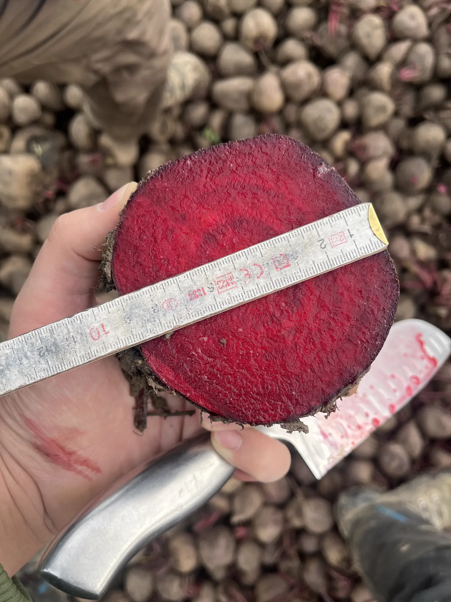 Rode bieten kopen - Vers van het land, grote hoeveelheden beschikbaar