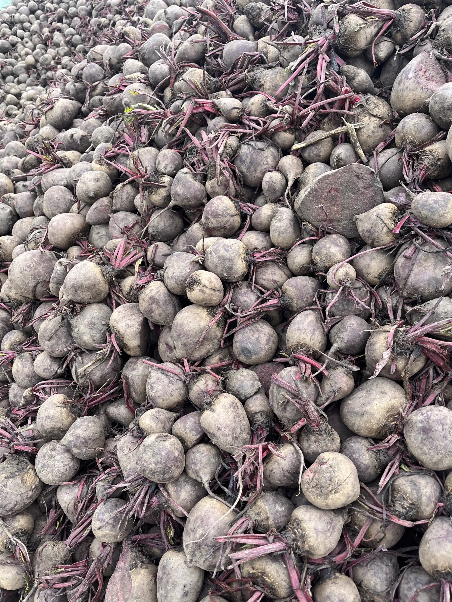 Rode bieten kopen - Vers van het land, grote hoeveelheden beschikbaar