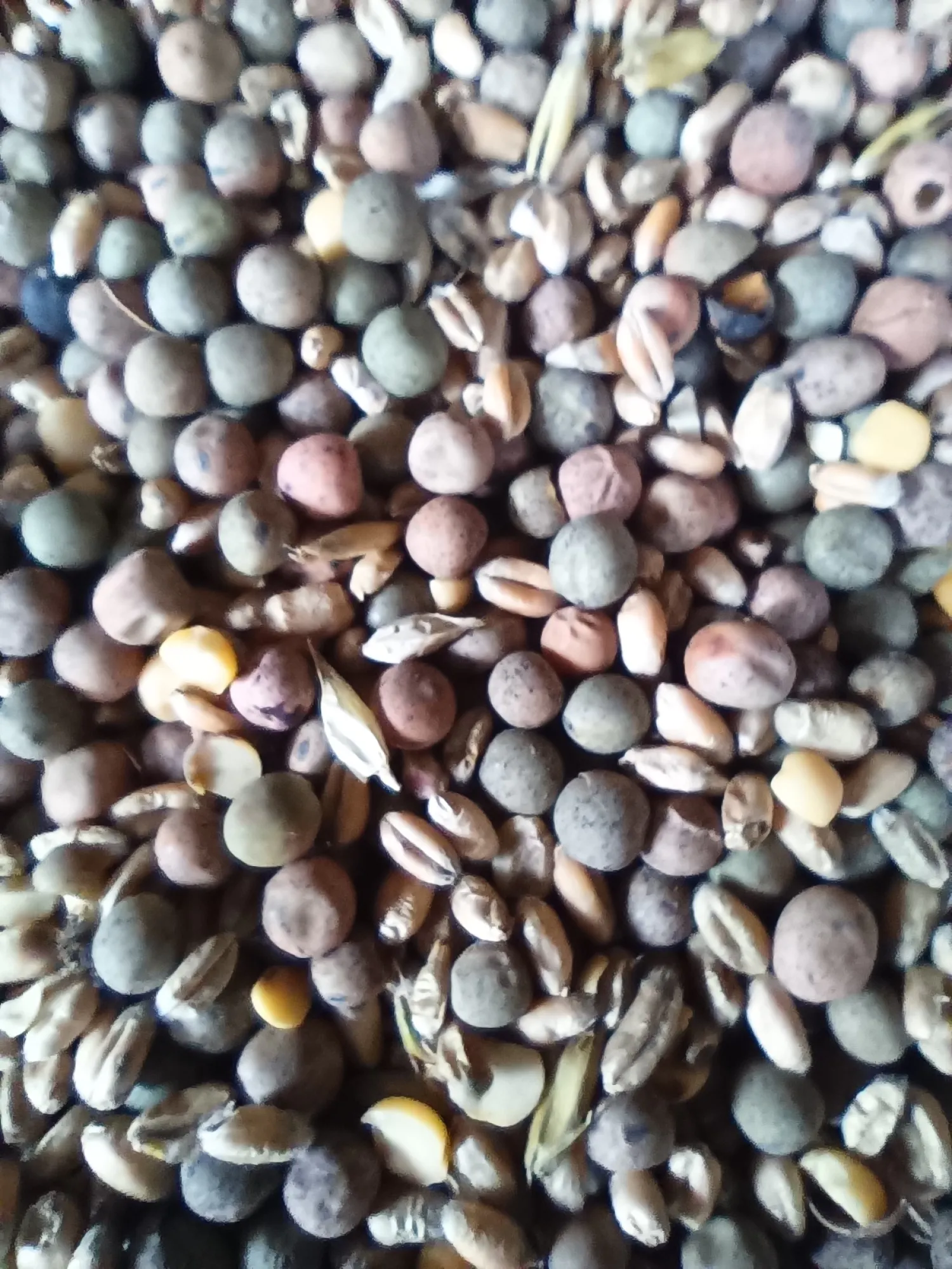 Biologische Erbsen-Weizenmischung, 50 Tonnen