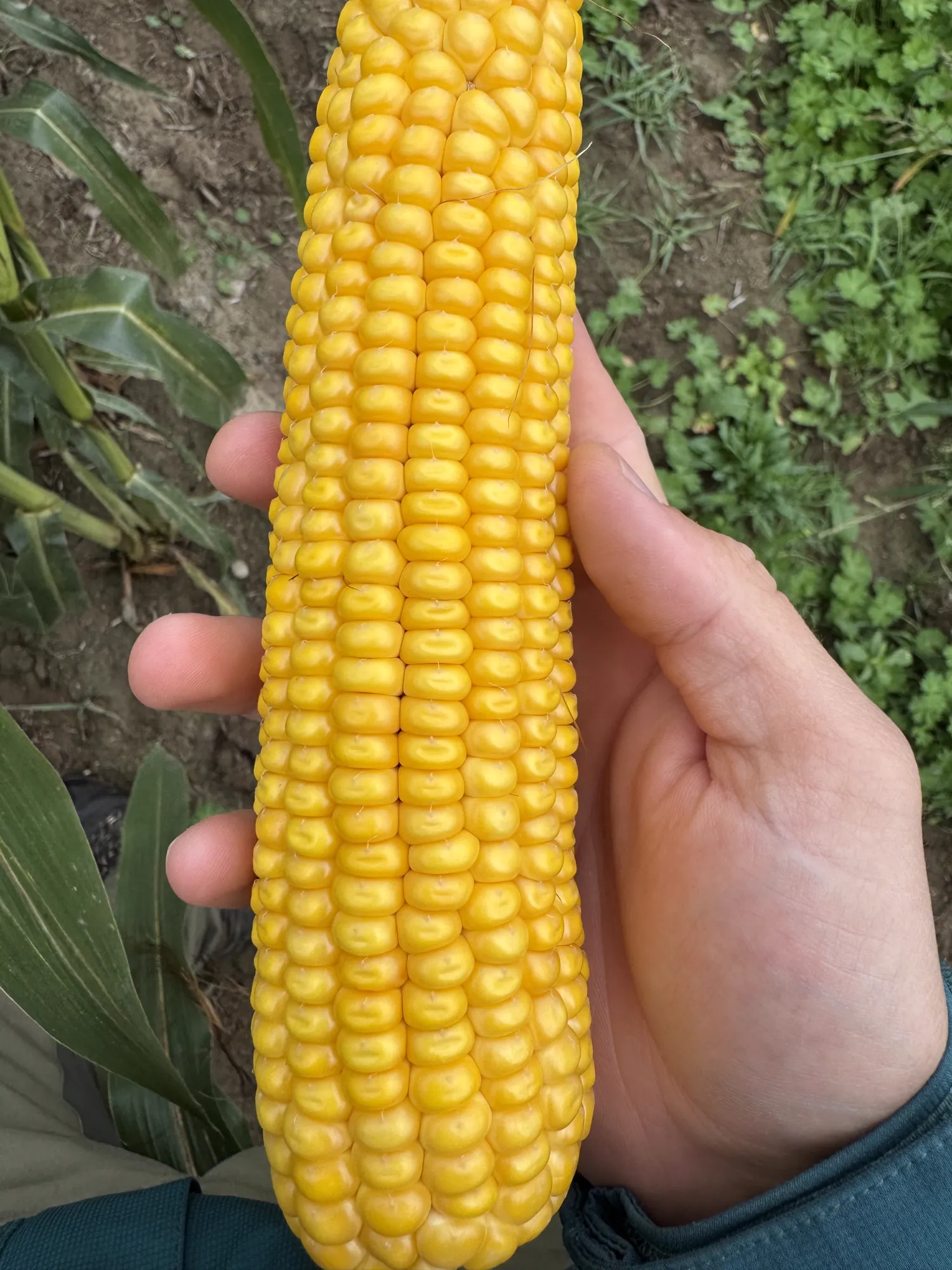 Silage Corn Harvest 2025: 35 TS Main Crop, Silo Storage