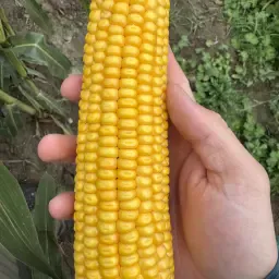 Silage Corn Harvest 2025: 35 TS Main Crop, Silo Storage