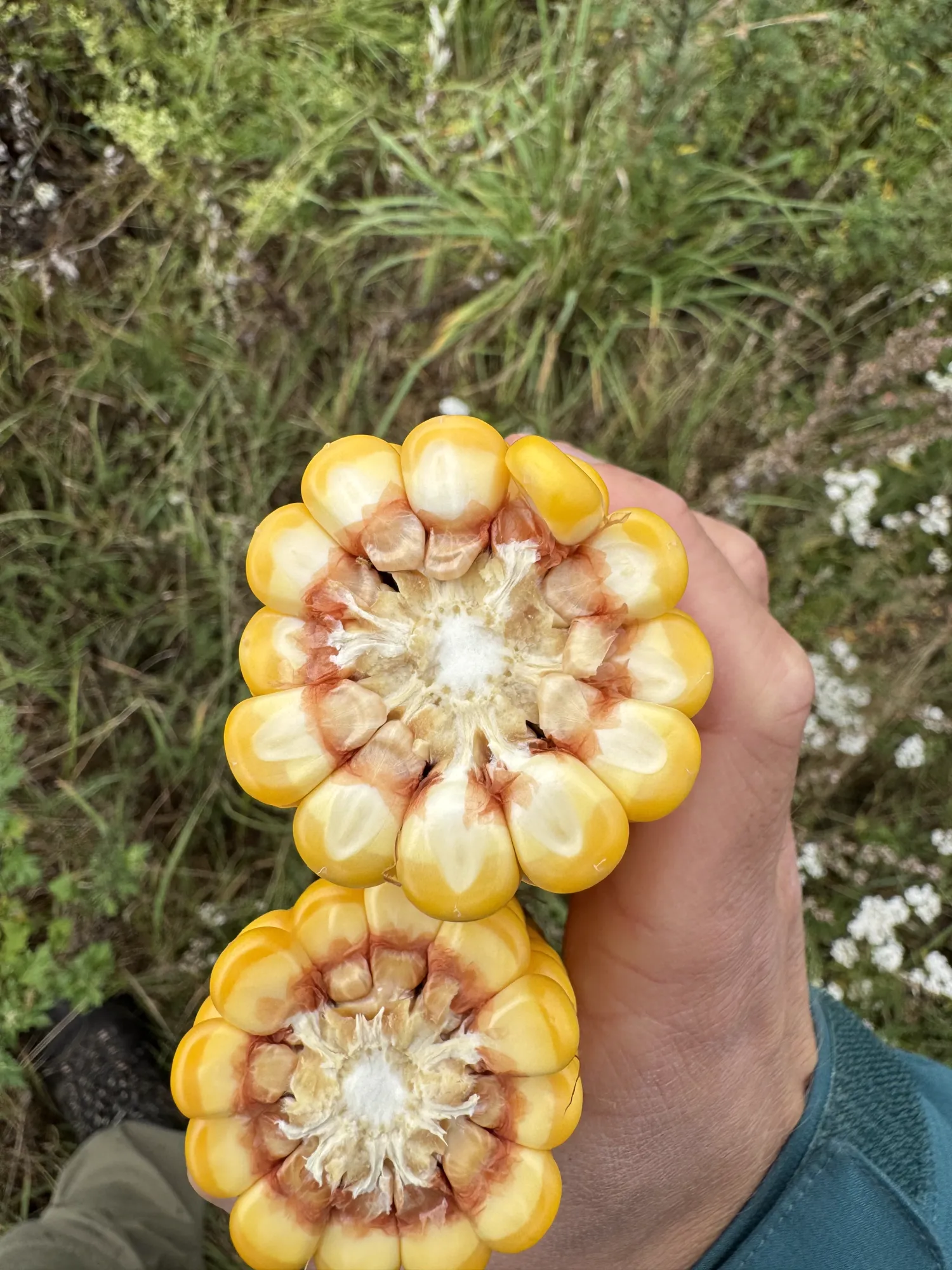 Silage Corn Harvest 2025: 35 TS Main Crop, Silo Storage