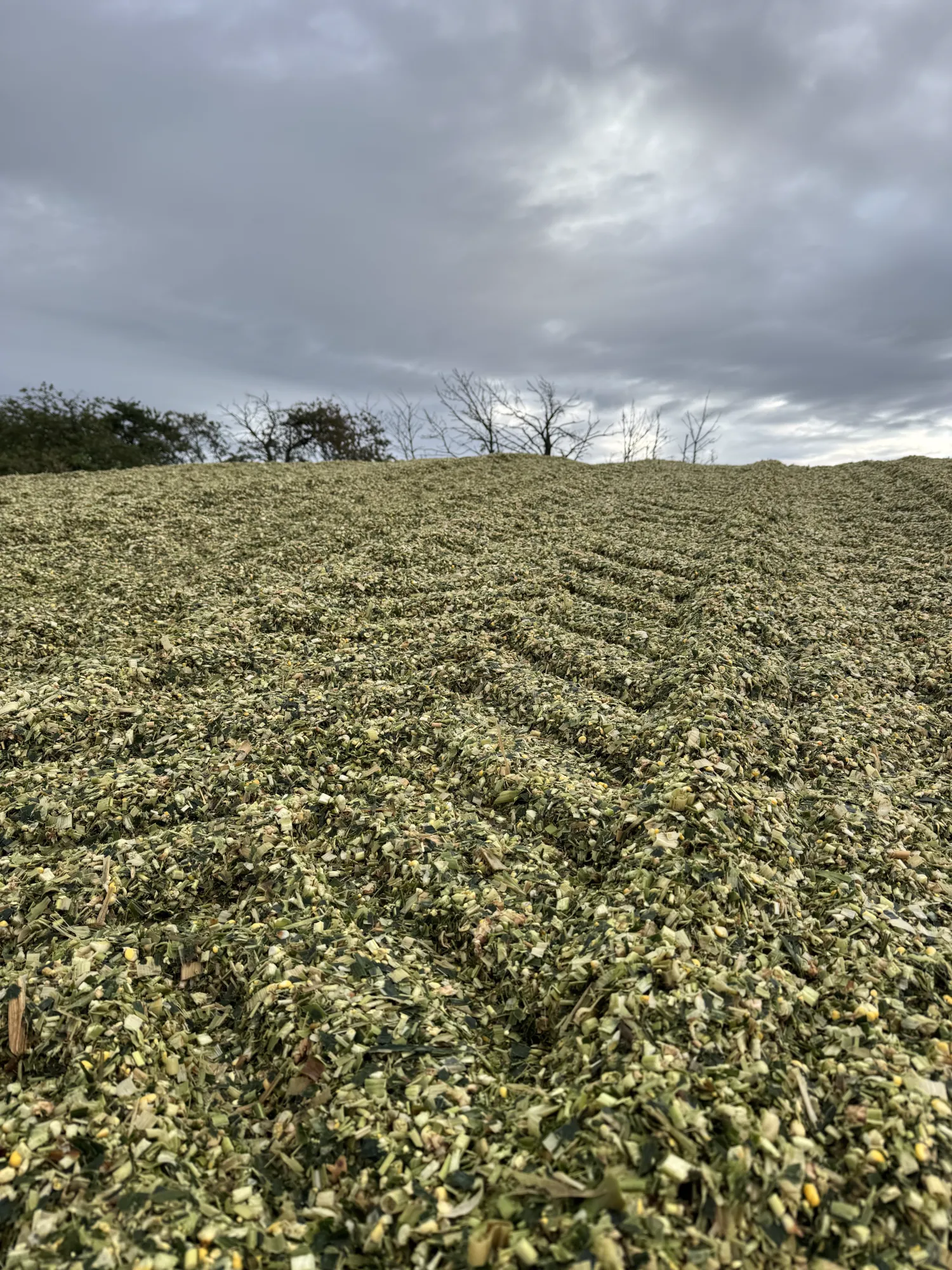 Silage Corn Harvest 2025: 35 TS Main Crop, Silo Storage