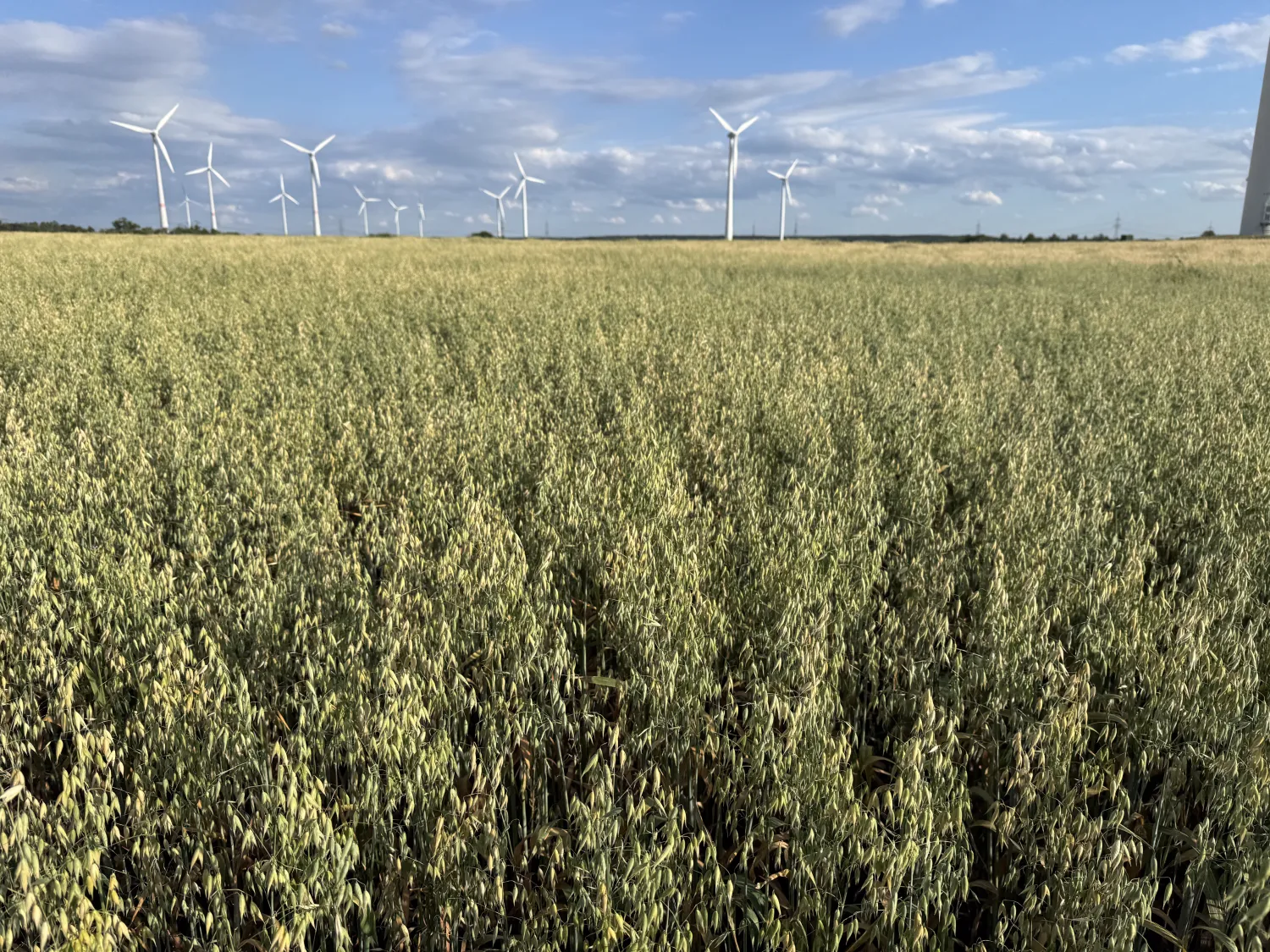 50 Tonnen Bio-Sommerhafer zu verkaufen