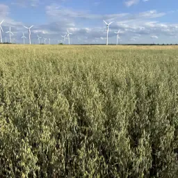 Na sprzedaż 50 ton ekologicznego owsa letniego