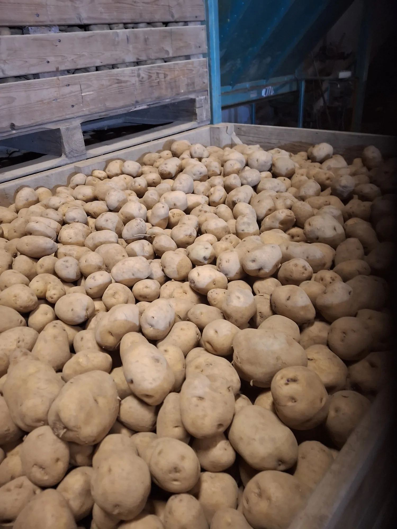 Eigenheimer aardappelen, maat 40+, direct van de klei