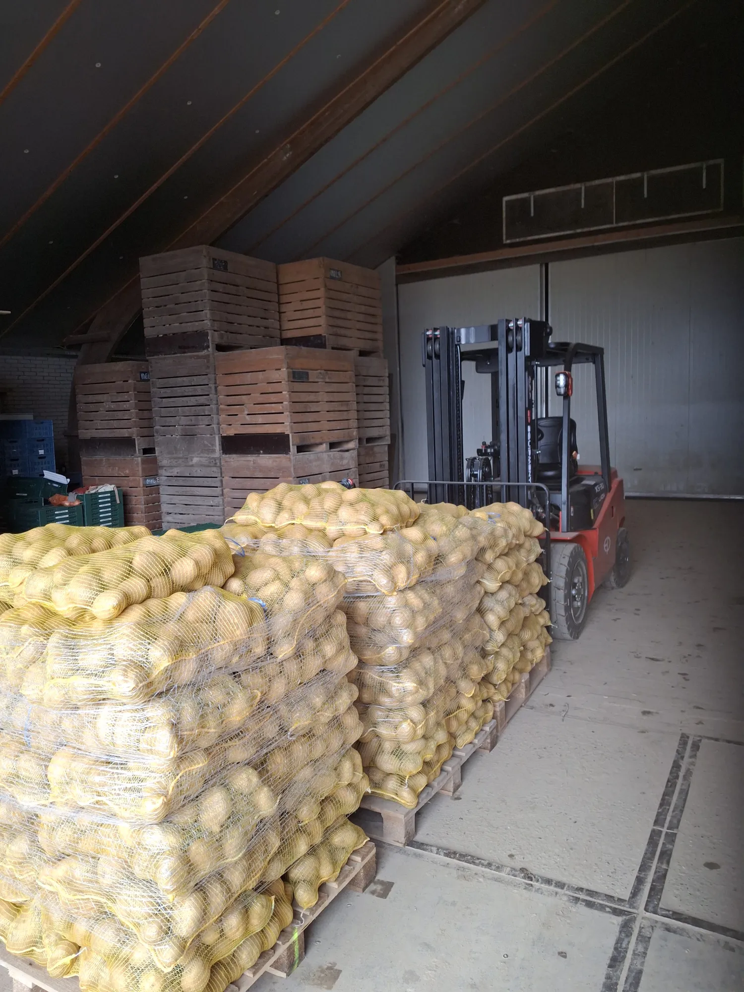 Eigenheimer aardappelen, maat 40+, direct van de klei