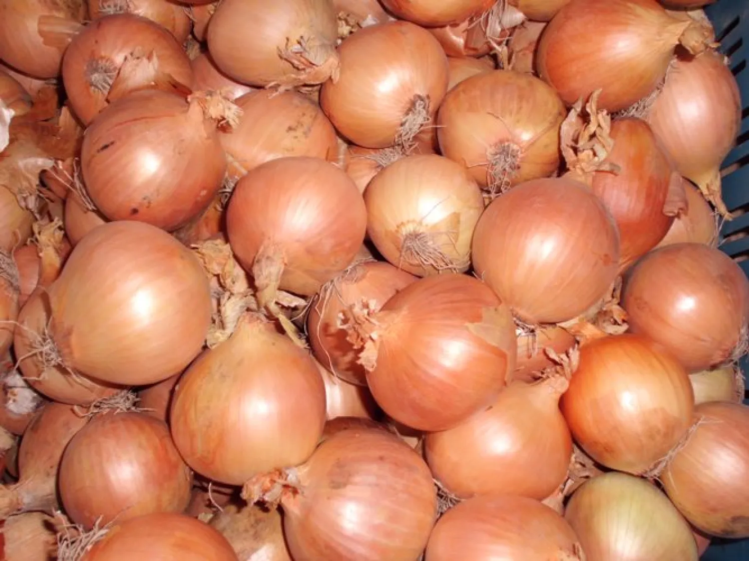 Zwiebeln Ann – Abnahme 25 Tonnen – Stein- & Erdfrei