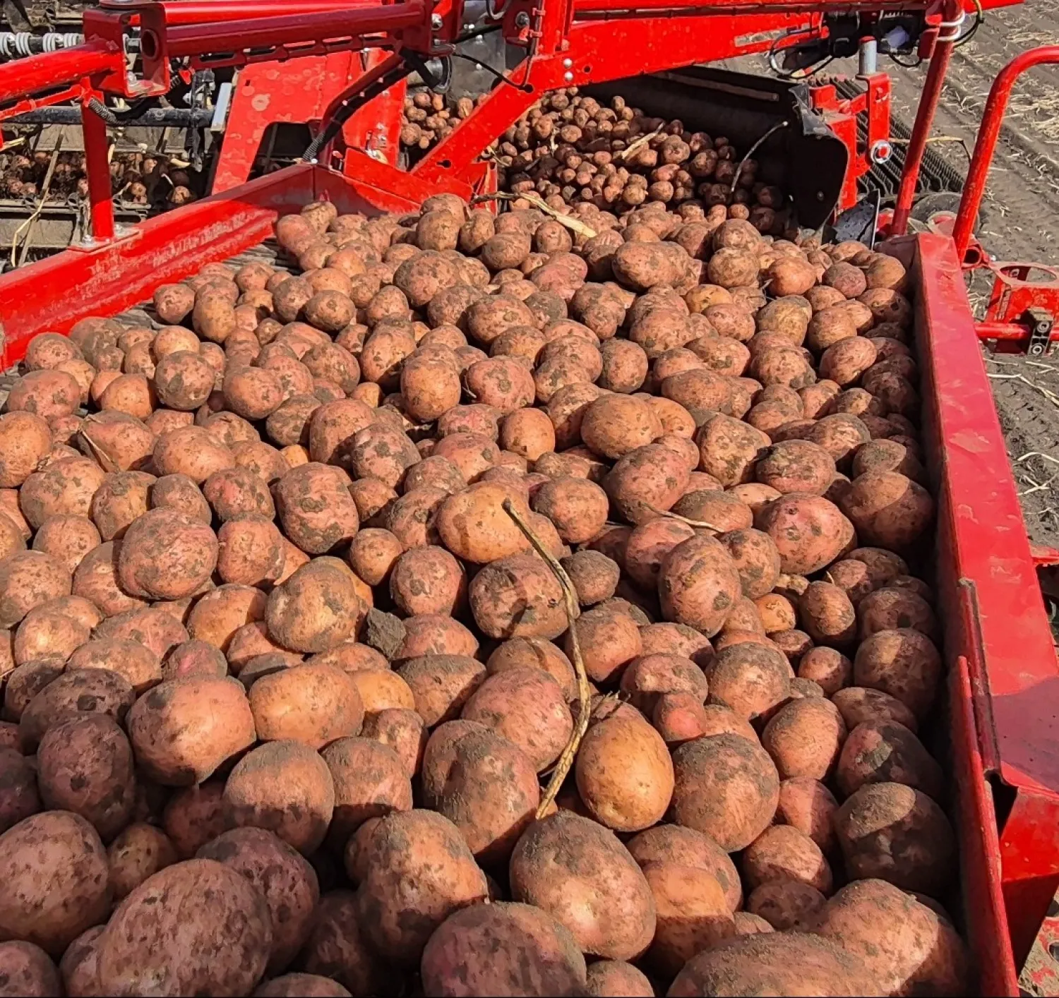 Bildtstar Aardappelen: Direct van het Land