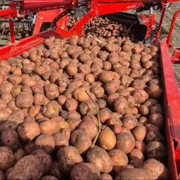 https://cdn.farmtrade.nl/media/170666/conversions/PnWhRy-thumbnail.webp