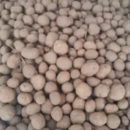 https://cdn.farmtrade.nl/media/170671/conversions/0vDTqJ-thumbnail.webp
