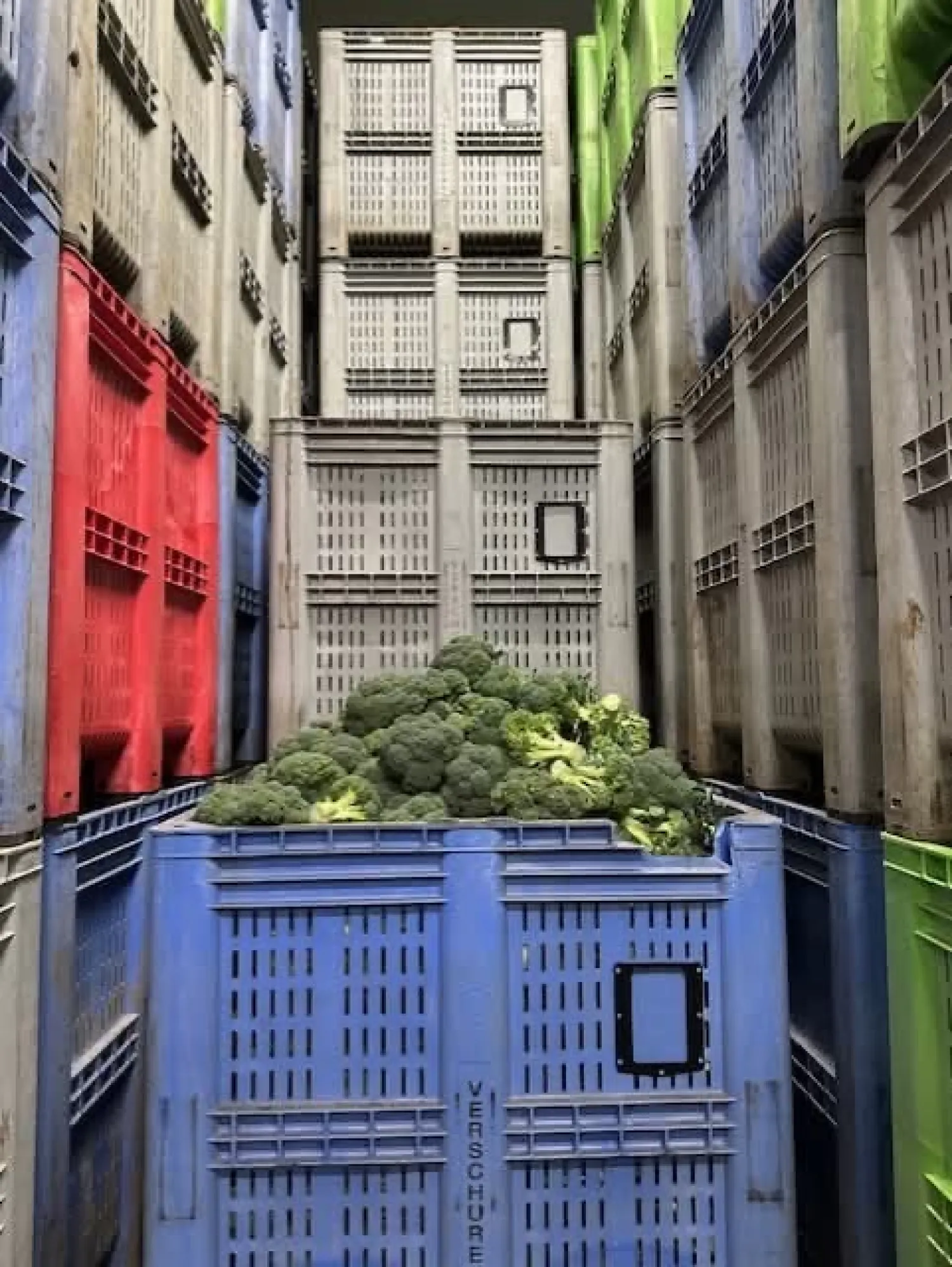 Kunststof bakken & aardappelkisten gezocht - Huren/Kopen