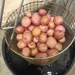 Ziemniaki Lady Rosetta, 180t, Prosto z pola