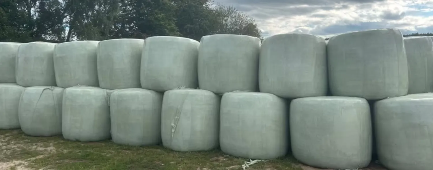 Bale z sianokiszonką/kiszonką na sprzedaż – 10-25 sztuk