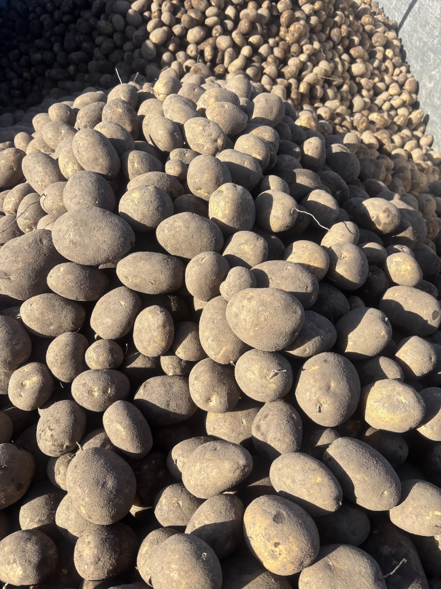 Patatas Sorte Picus: 17-18% fécula, 50-100 toneladas