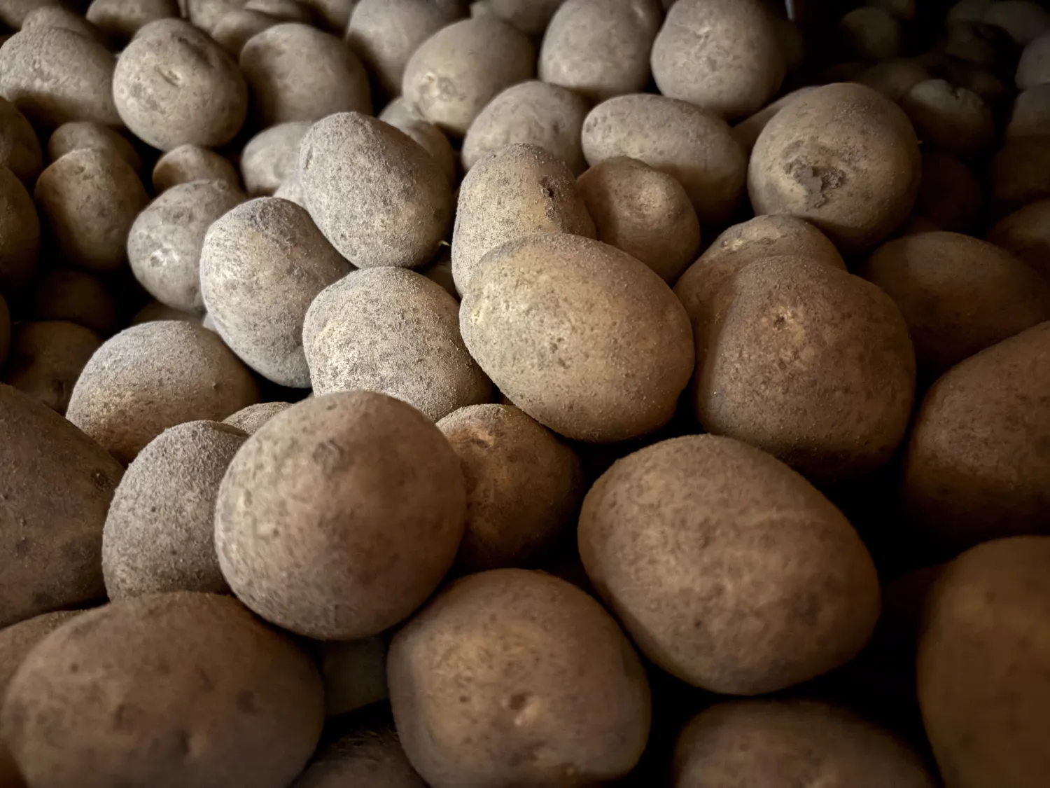 Gala Appels te Koop: Ongeveer 250 ton Verse Oogst