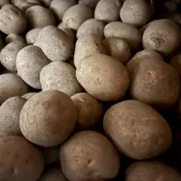 Gala Appels te Koop: Ongeveer 250 ton Verse Oogst