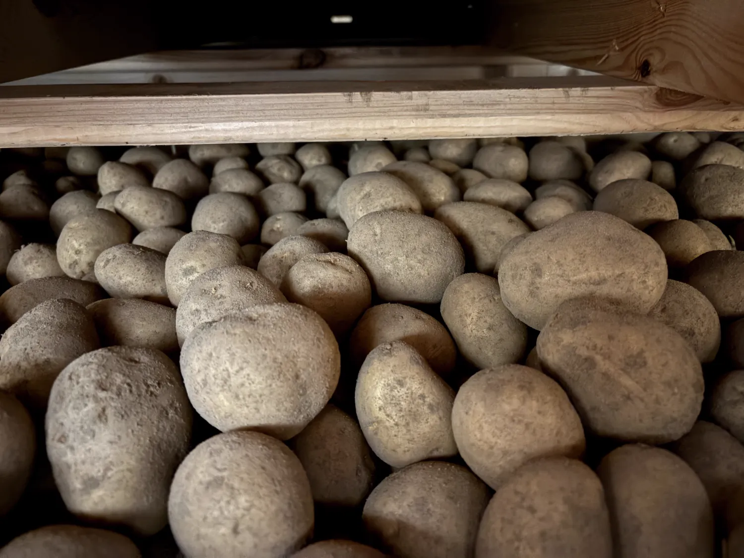 Gala Appels te Koop: Ongeveer 250 ton Verse Oogst