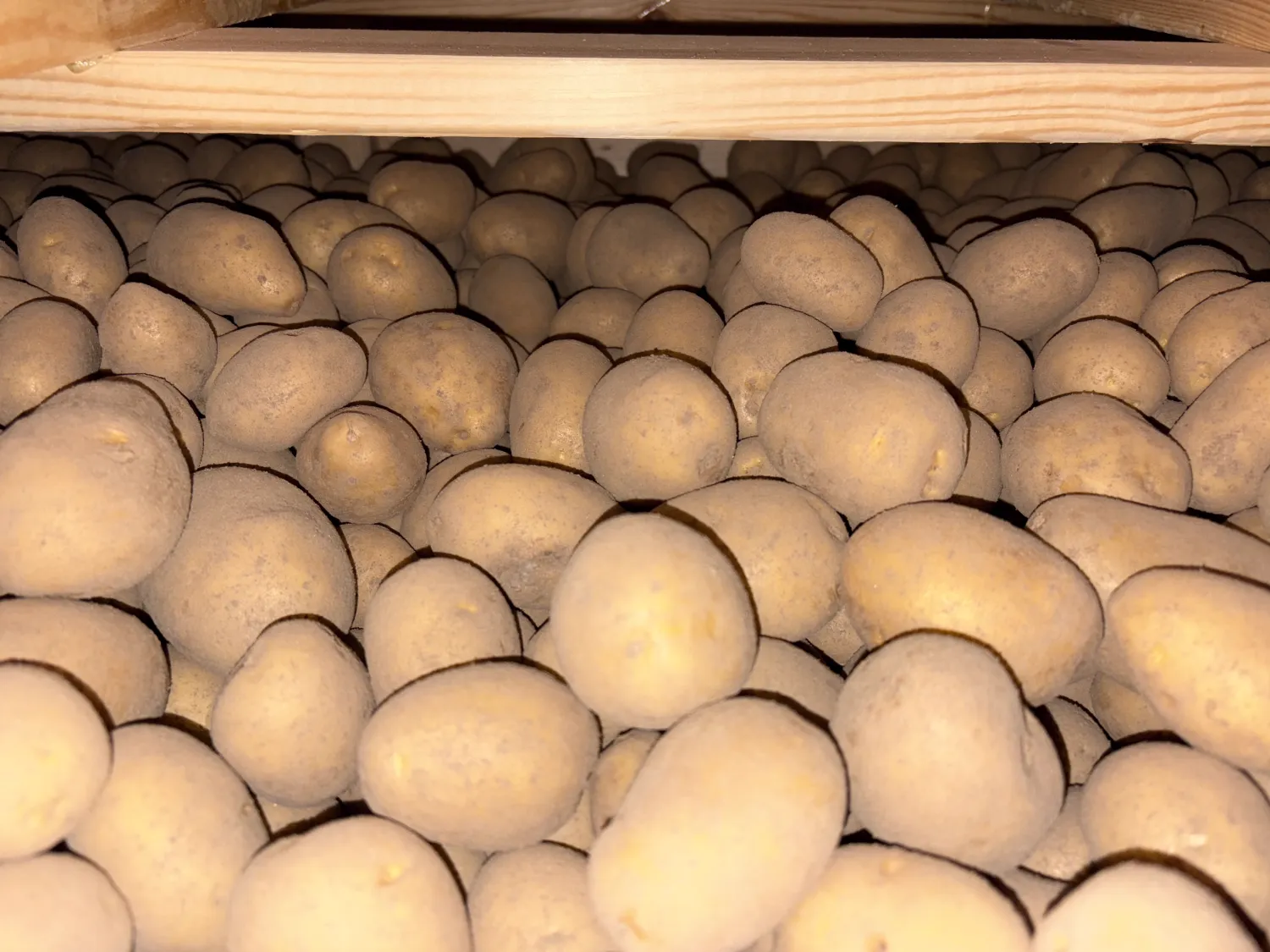 Wega te koop: 150 ton + 35 ton beschikbaar