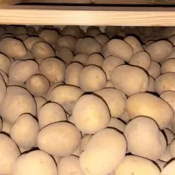 Wega te koop: 150 ton + 35 ton beschikbaar