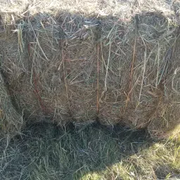 Oko hooi te koop - Hoge kwaliteit, Prijs n.o.t.k.