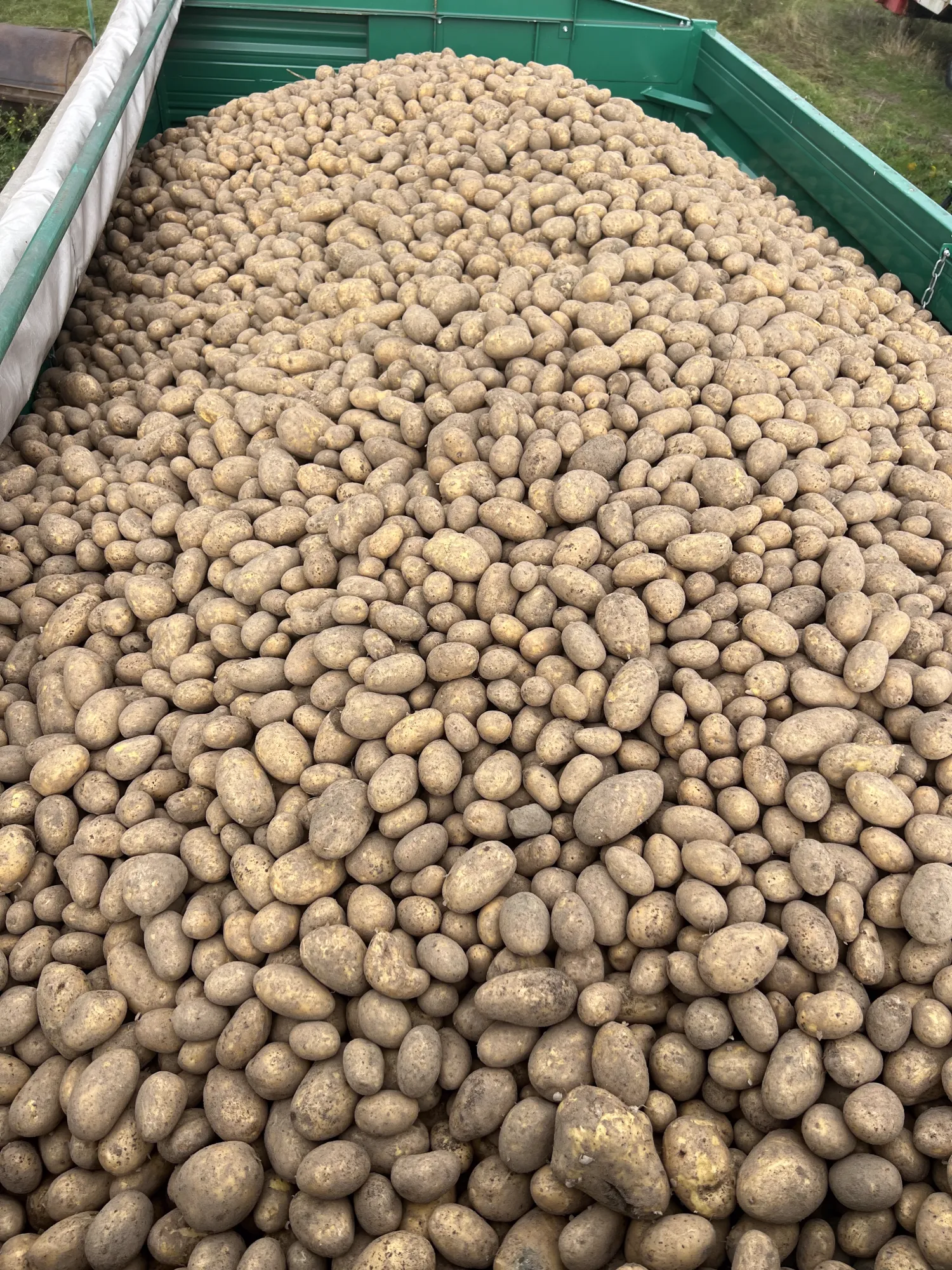 Sissi aardappelen te koop - Ongeveer 60 ton