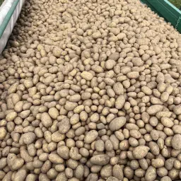Sissi aardappelen te koop - Ongeveer 60 ton