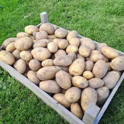 https://cdn.farmtrade.nl/media/171002/conversions/Mn1bX1-thumbnail.webp