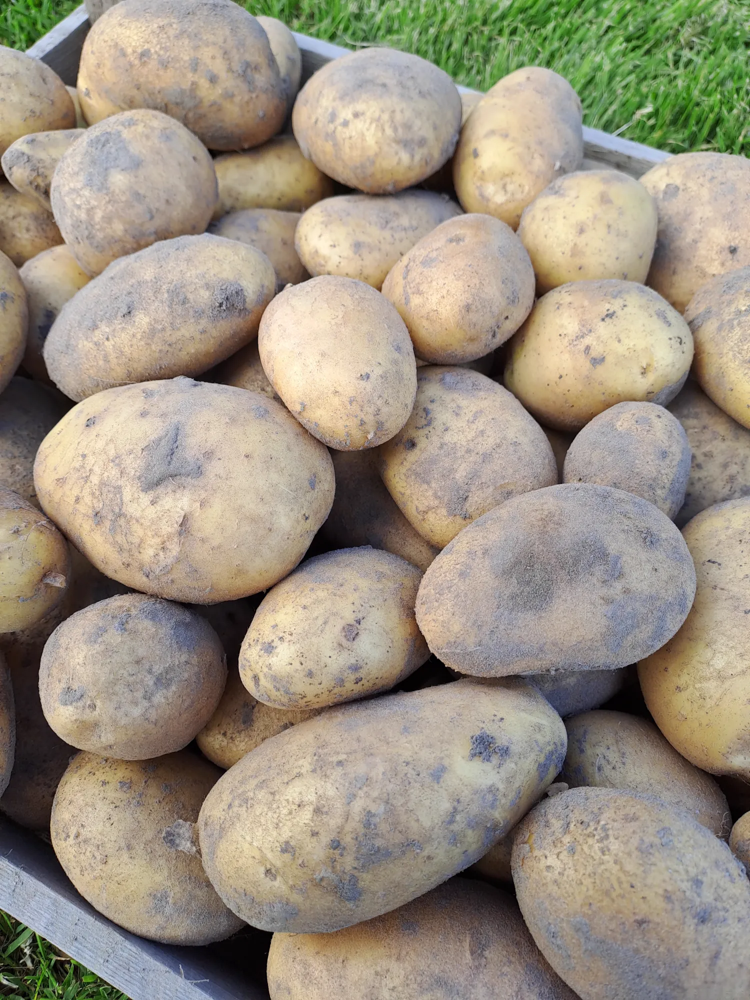 Aardappelen rechtstreeks van de boer - Diverse rassen