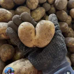 Aardappelen Jacky te koop, kleine maat