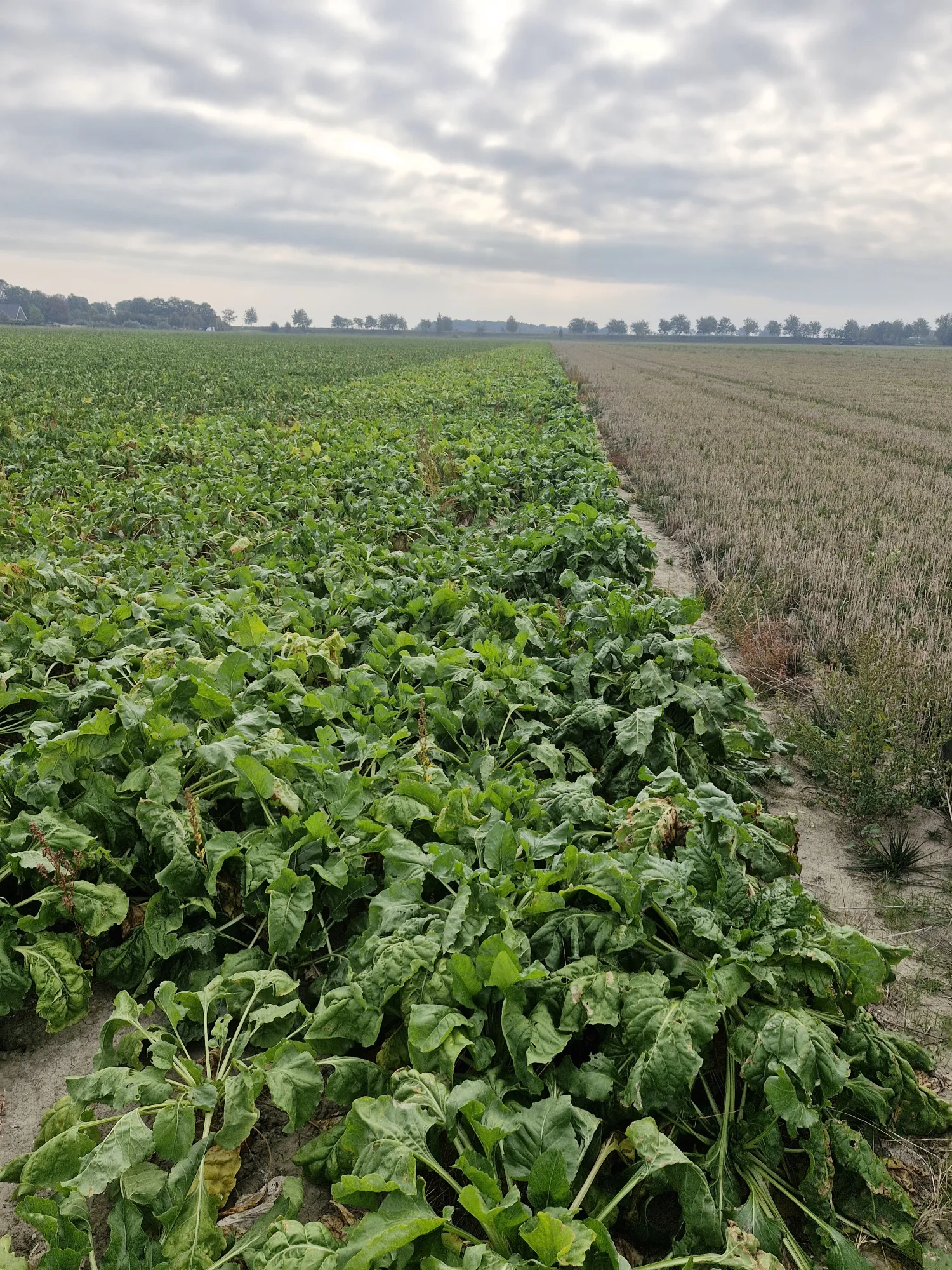 Voederbieten Rialto te koop | Topkwaliteit mangels
