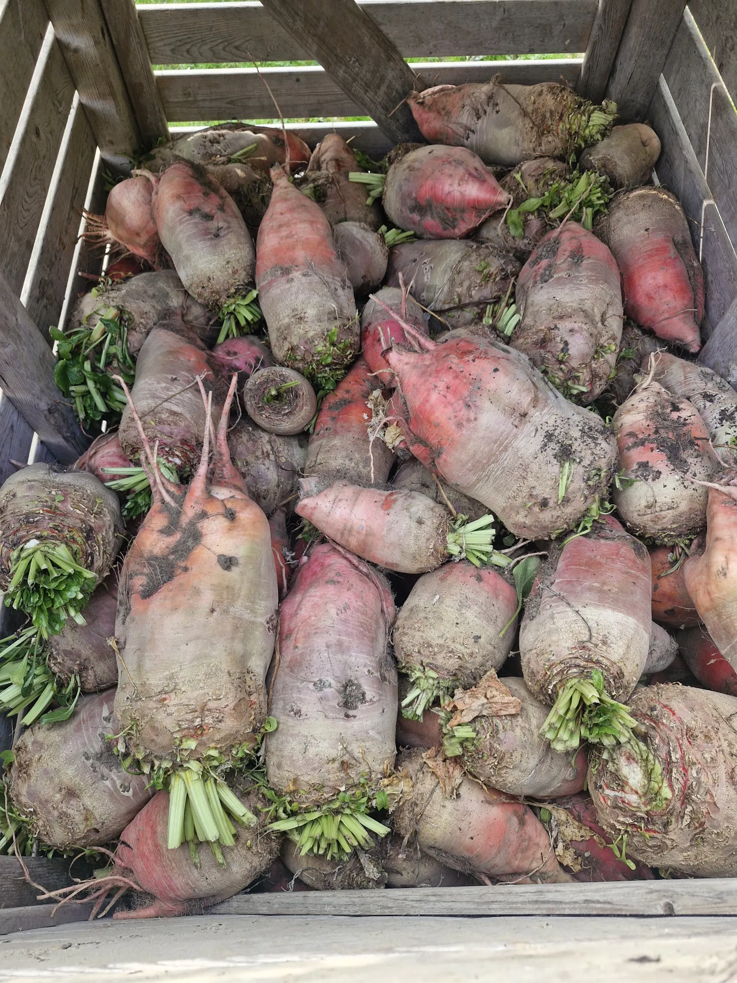 Voederbieten Rialto te koop | Topkwaliteit mangels