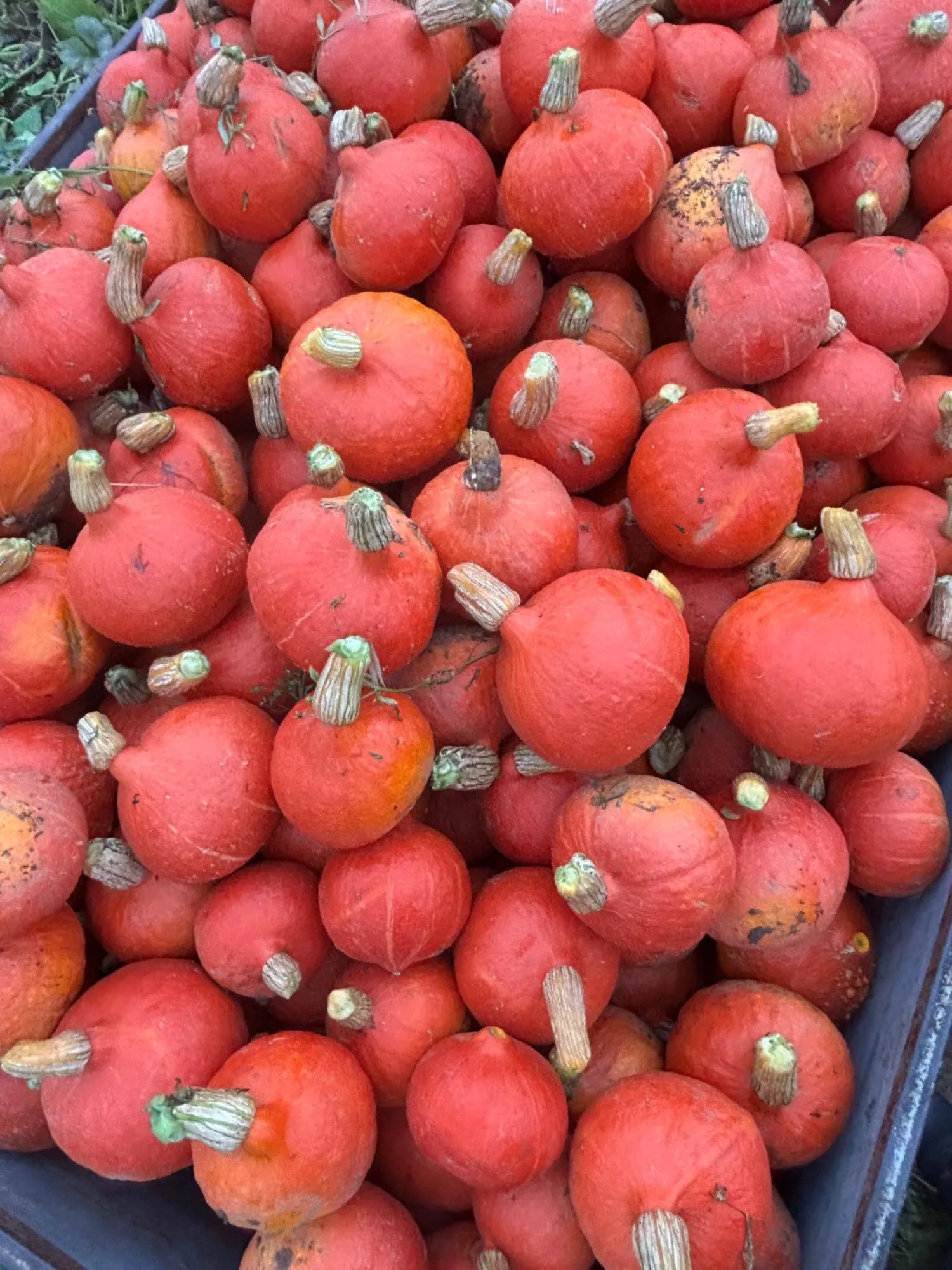 Hokkaido Pumpkins for Sale – Freshly Harvested