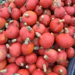 Hokkaido Pompoenen te Koop – Vers van het Land