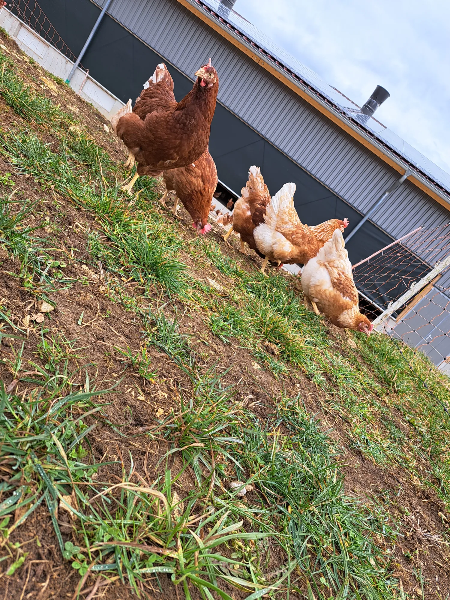 Køb Frilandsæg | Friske æg direkte fra landmanden