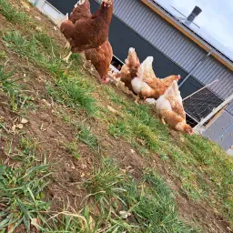 Cumpără ouă de găină crescute în aer liber | Ouă proaspete de la fermă