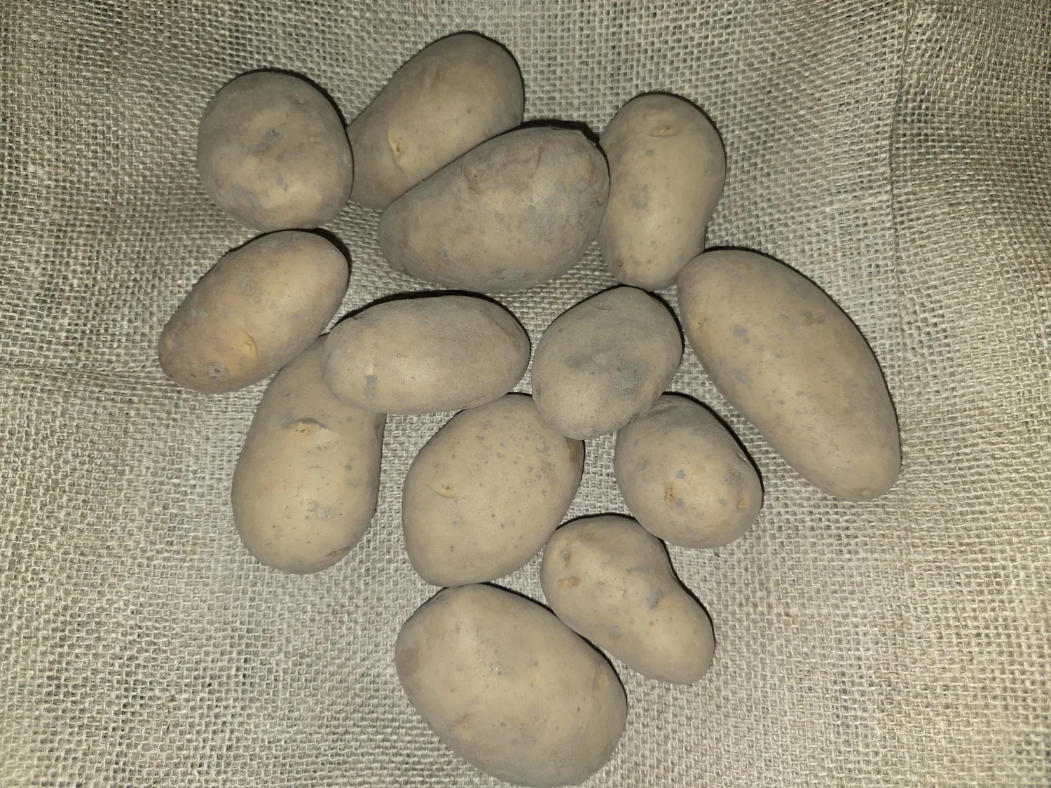 Spunta PB4/S Aardappelen, 35/55 - NAK Gecertificeerd
