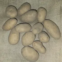 Pommes de terre Spunta PB4/S, 35/55 - Certifié NAK