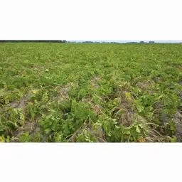 https://cdn.farmtrade.nl/media/171065/conversions/Mgieao-thumbnail.webp