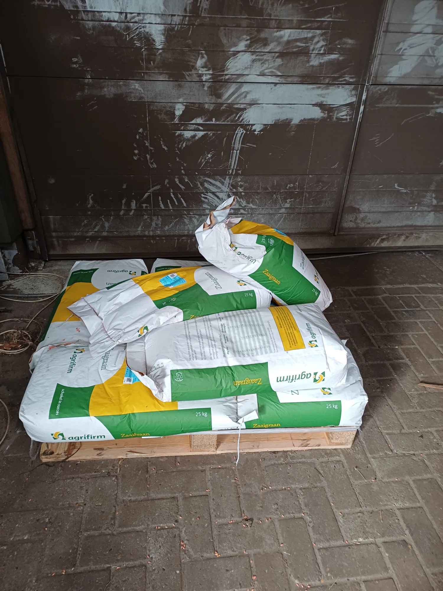 Pixel Wintergerst zaden - 8 zakken te koop