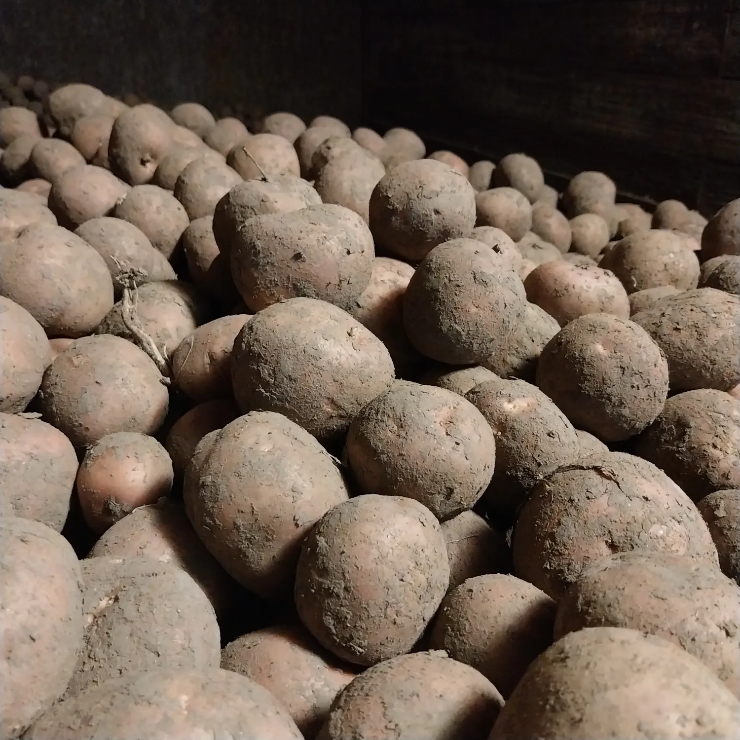 Висококачествени картофи Bildstar | Директно от фермата