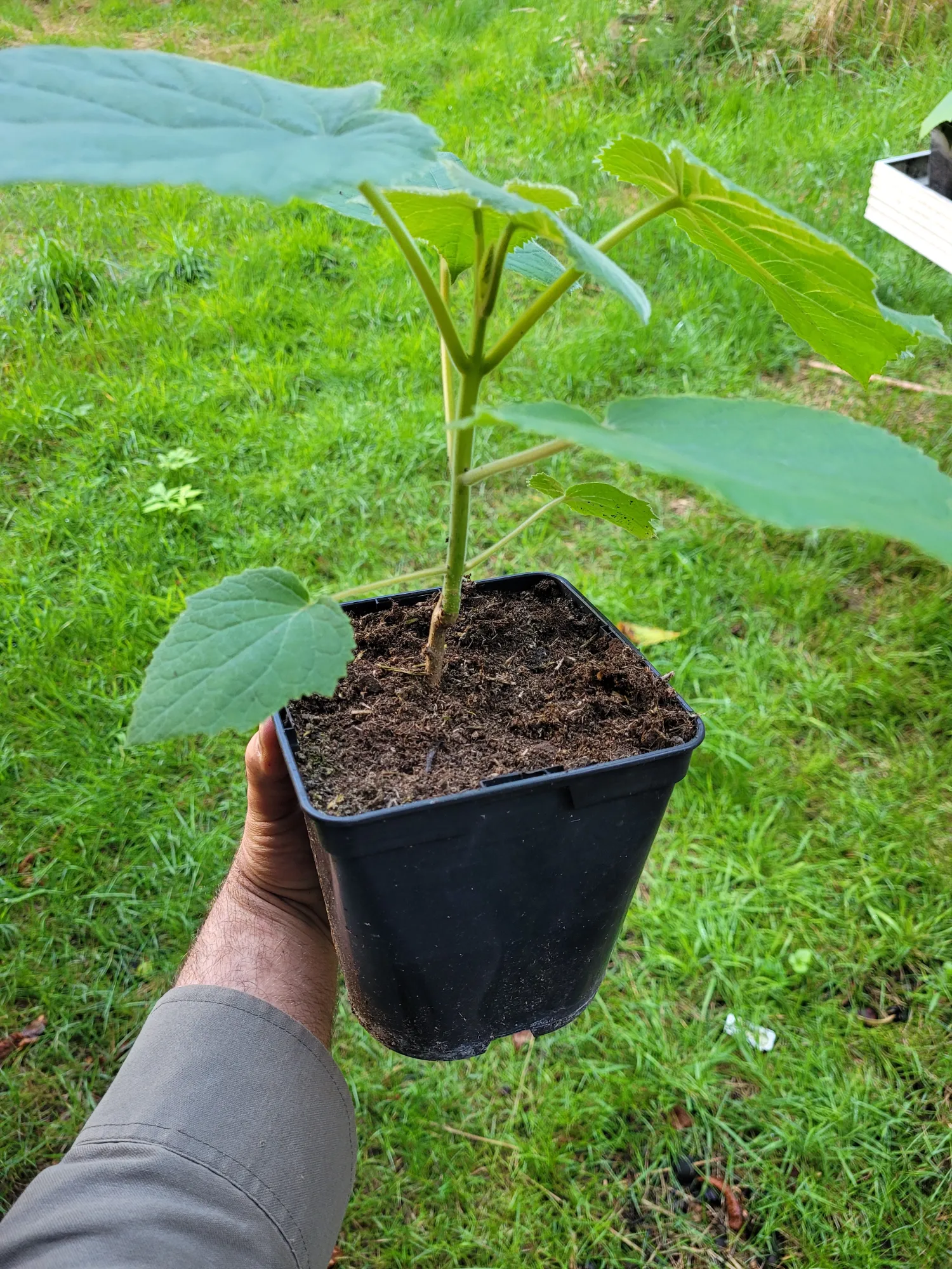 Paulownia Baum kaufen – Winter Angebot für schnelles Wachstum